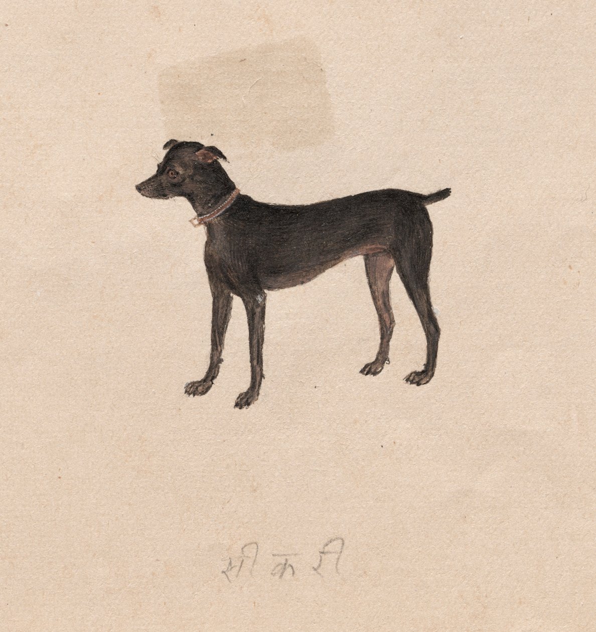 Hund von Unknown artist