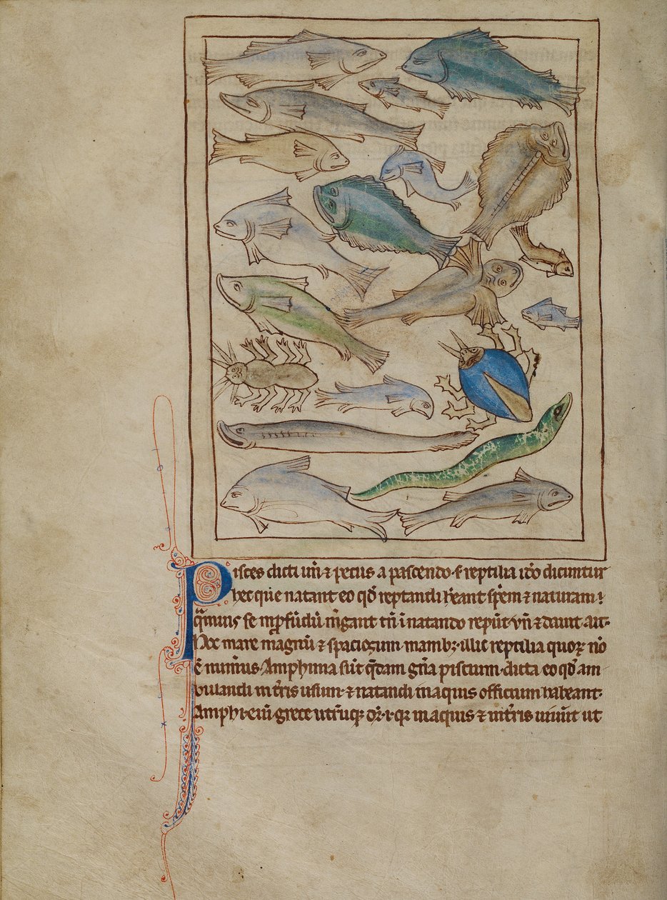 Fische und Seemonster von Unknown artist