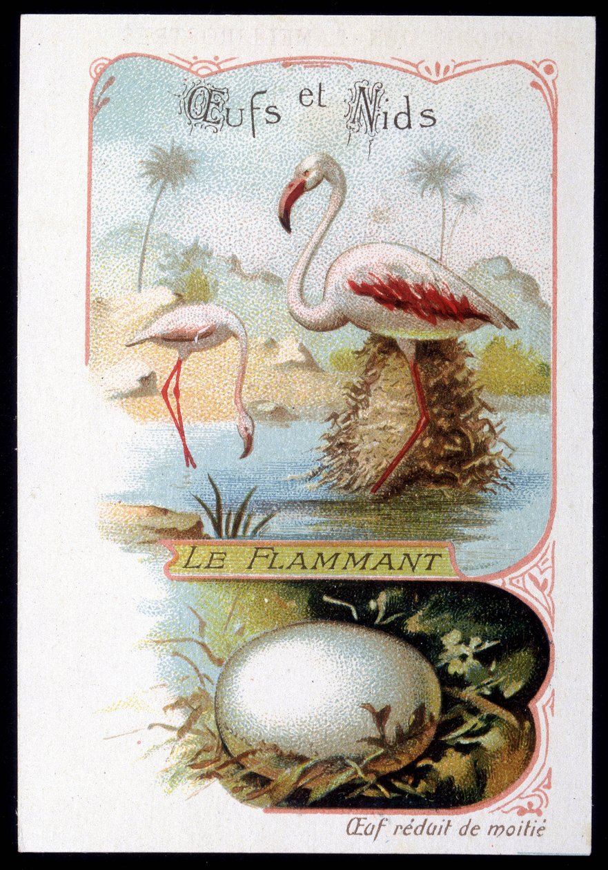 Flamingo - Eier und Nester. Chromolithografie aus dem 19. Jahrhundert von Unknown artist