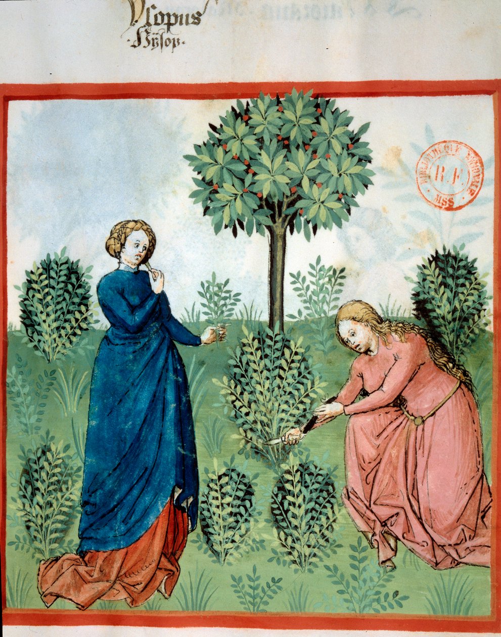 Hyssop holen. Zwei Frauen schneiden Zweige von Hyssop (medizinische und aromatische Pflanze). Miniatur in „Tacuinum sanitatis. Taqwim es siha“ (Folio 30), geschrieben von Ibn Butlan, um 1445-1451. Paris, BN von Unknown artist