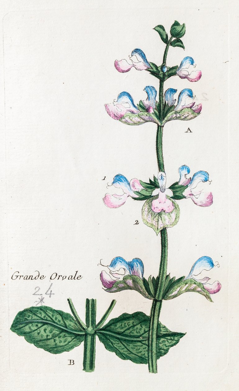 Großer Orvale oder Muskatellersalbei von Unknown artist