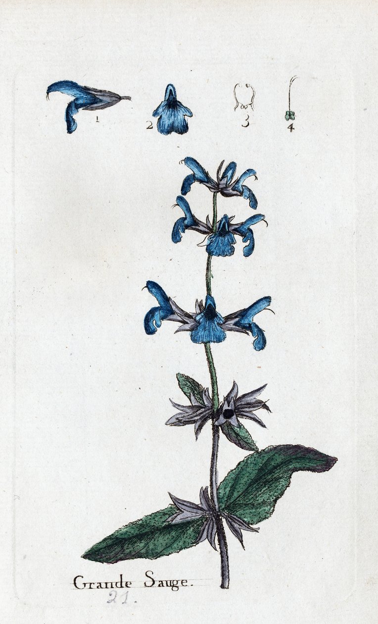 Großer Salbei von Unknown artist