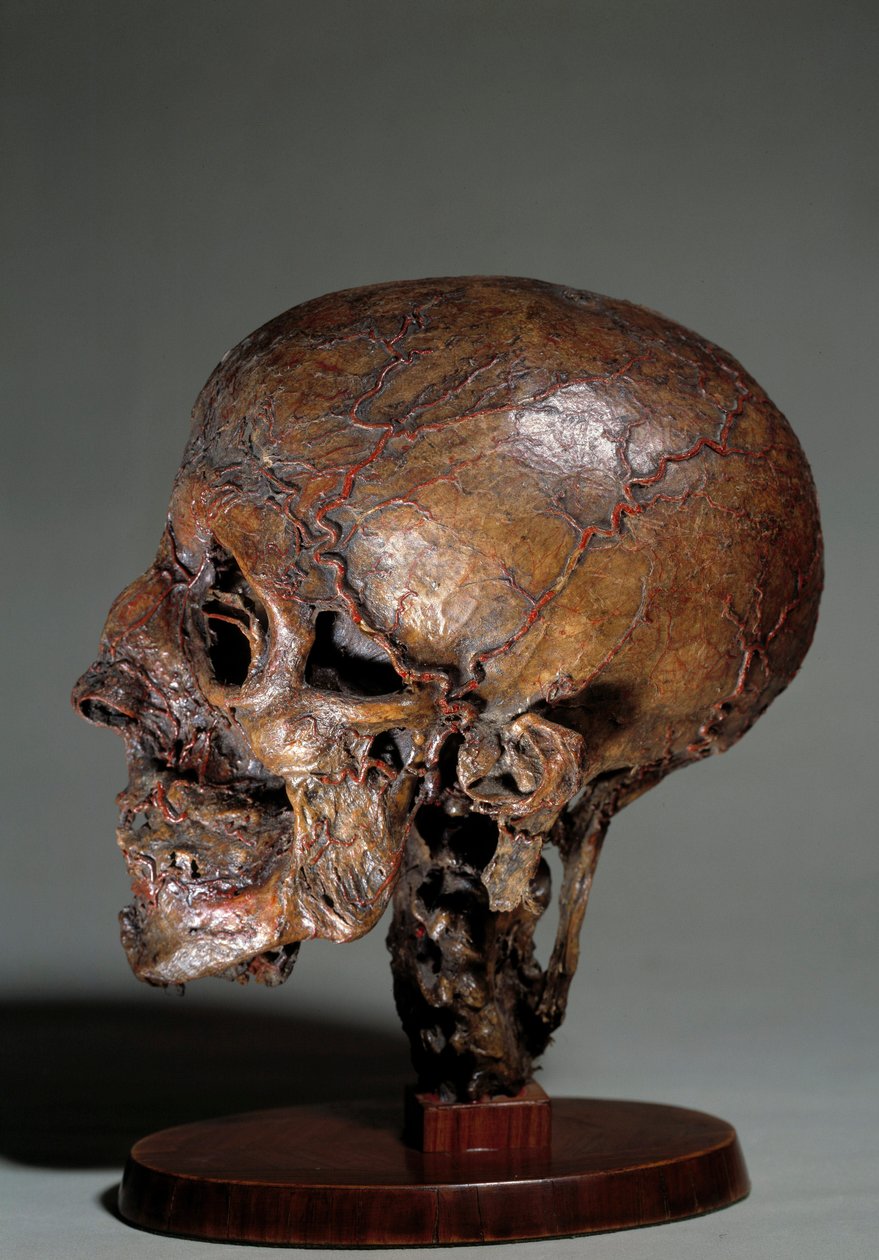 Menschlicher anatomischer Kopf, hergestellt durch Wachsinjektionen von Unknown artist