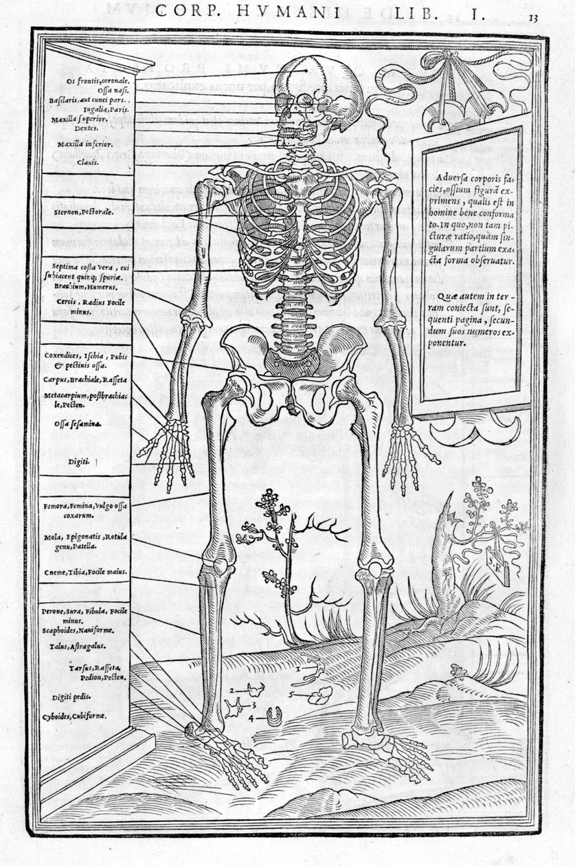 Menschliches Skelett, vorderer Teil. Anatomische Tafel aus „De dissectione partium corporis humani libri tres...“ Carlo Stefano Riverio, Paris 1545 von Unknown artist