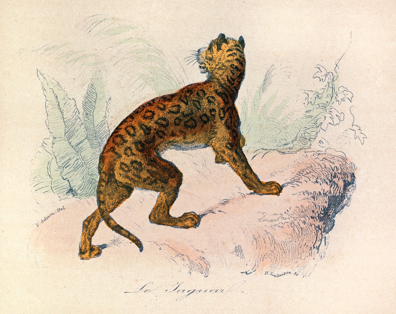 Illustration aus dem Buch "Gesammelte Werke von Buffon": Die Vierfüßler: Der Jaguar (Gravur) von Unknown artist
