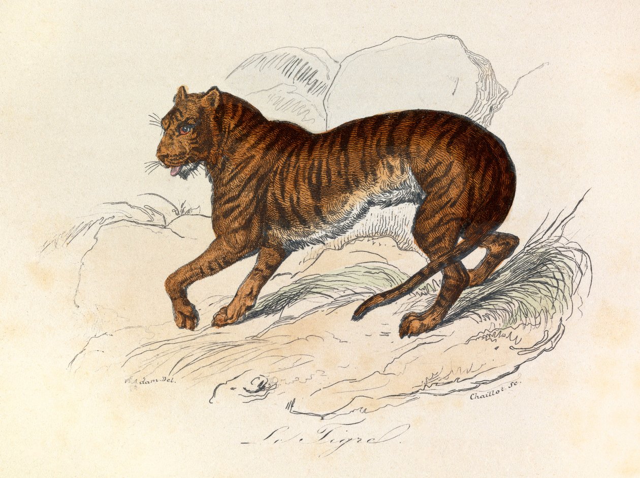 Illustration aus dem Buch "Gesammelte Werke von Buffon": Die Vierfüßler: Der Tiger von Unknown artist