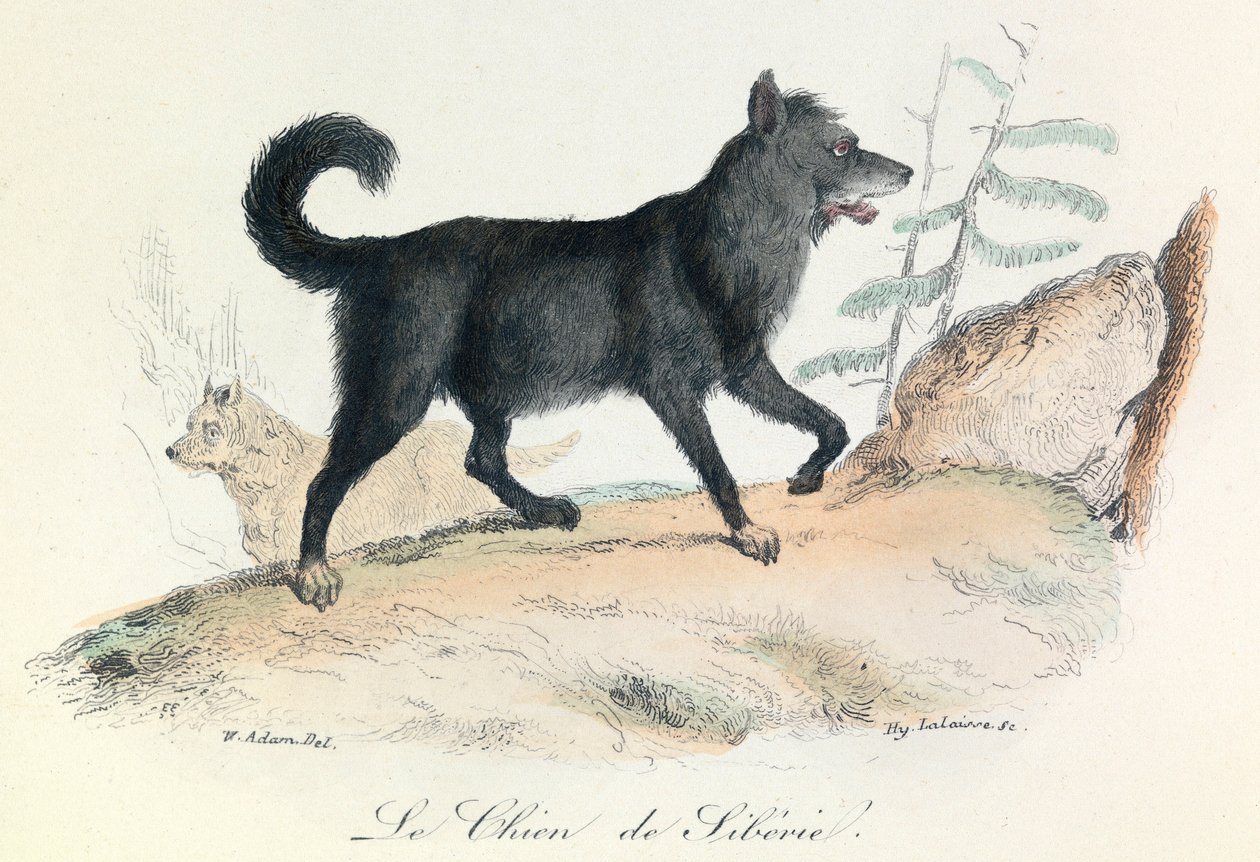 Illustration aus dem Buch "Gesammelte Werke von Buffon": Die Tiere: Der Hund aus Sibirien (Gravur) von Unknown artist