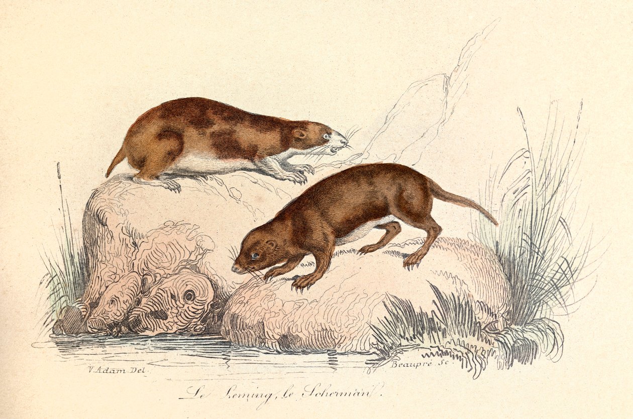 Illustration aus dem Buch "Gesamtausgabe von Buffon": Die Tiere: Der Lemming und der Scherman (Gravur) von Unknown artist