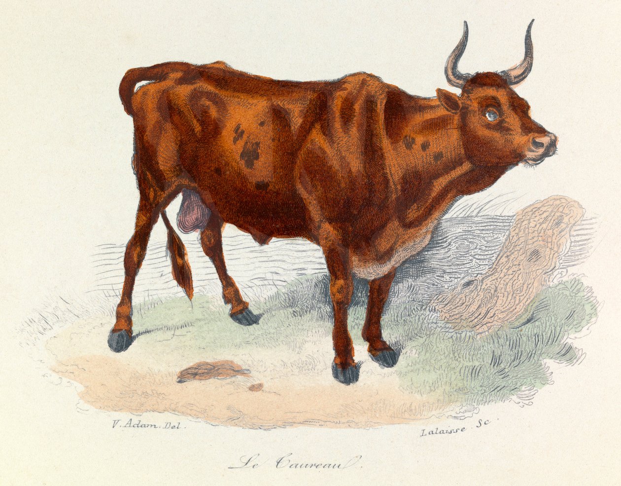 Illustration aus dem Buch "Gesammelte Werke von Buffon": Die Tiere: Der Stier (Gravur) von Unknown artist