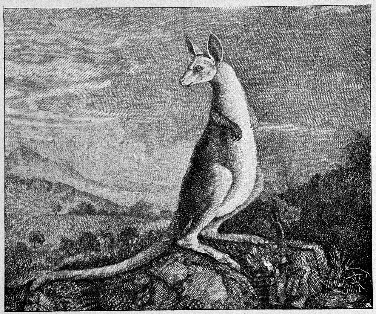 Känguru aus der Zeichnung von Captain Cook, der es in Australien entdeckte - aus einem Kupferstich von 1774 von Unknown artist