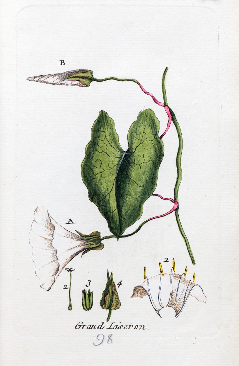Große Winde von Unknown artist