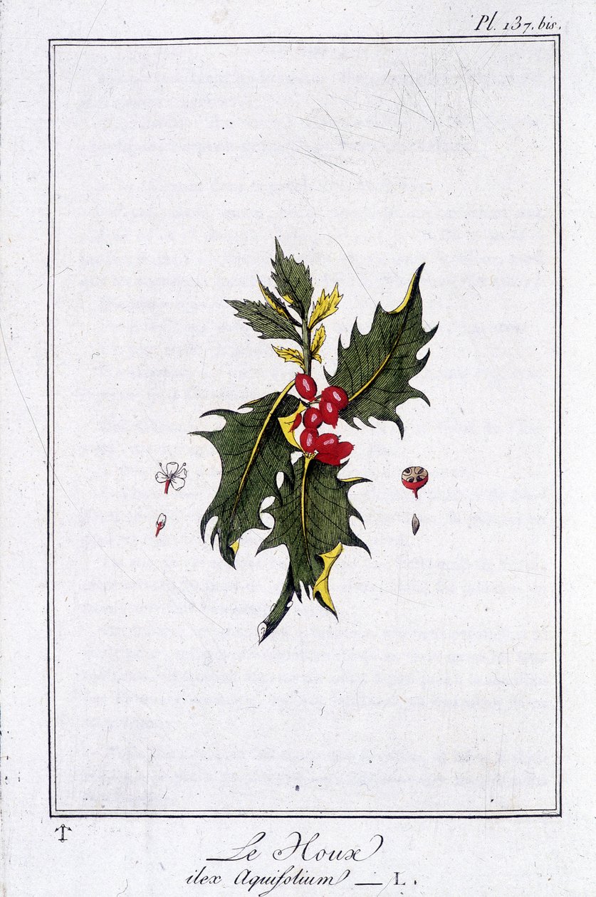 Die Stechpalme (Ilex Aquifolium) - in „Übungen der Botanik für den Gebrauch der Händler“, geschrieben von J.C. Philibert, Druckerei von Crapelet, Paris von Unknown artist