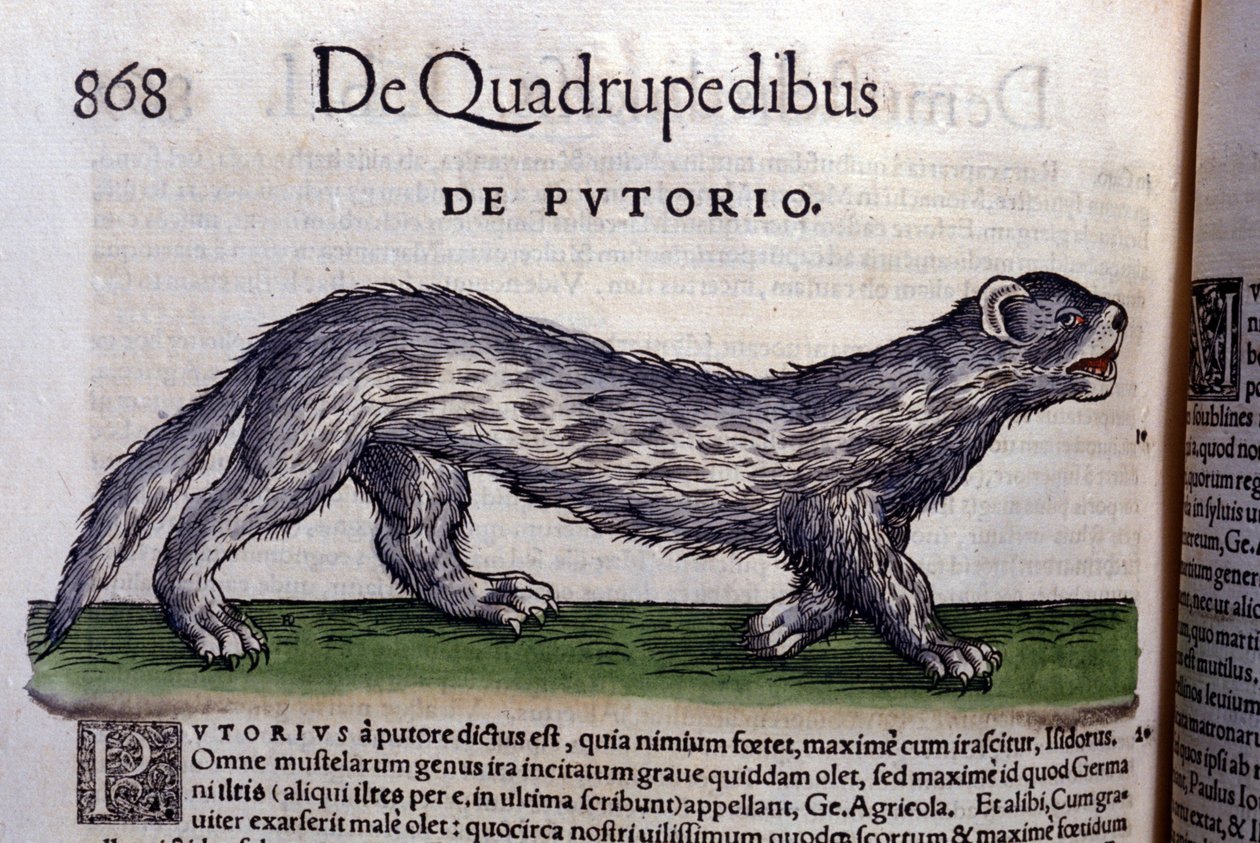 Le fertois - in Historia Animalium von Conrad Gesner (1516-1565), Tiguri von Unknown artist