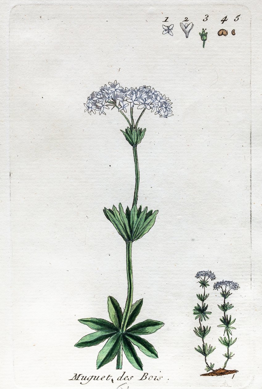 Maiglöckchen oder Waldmeister von Unknown artist