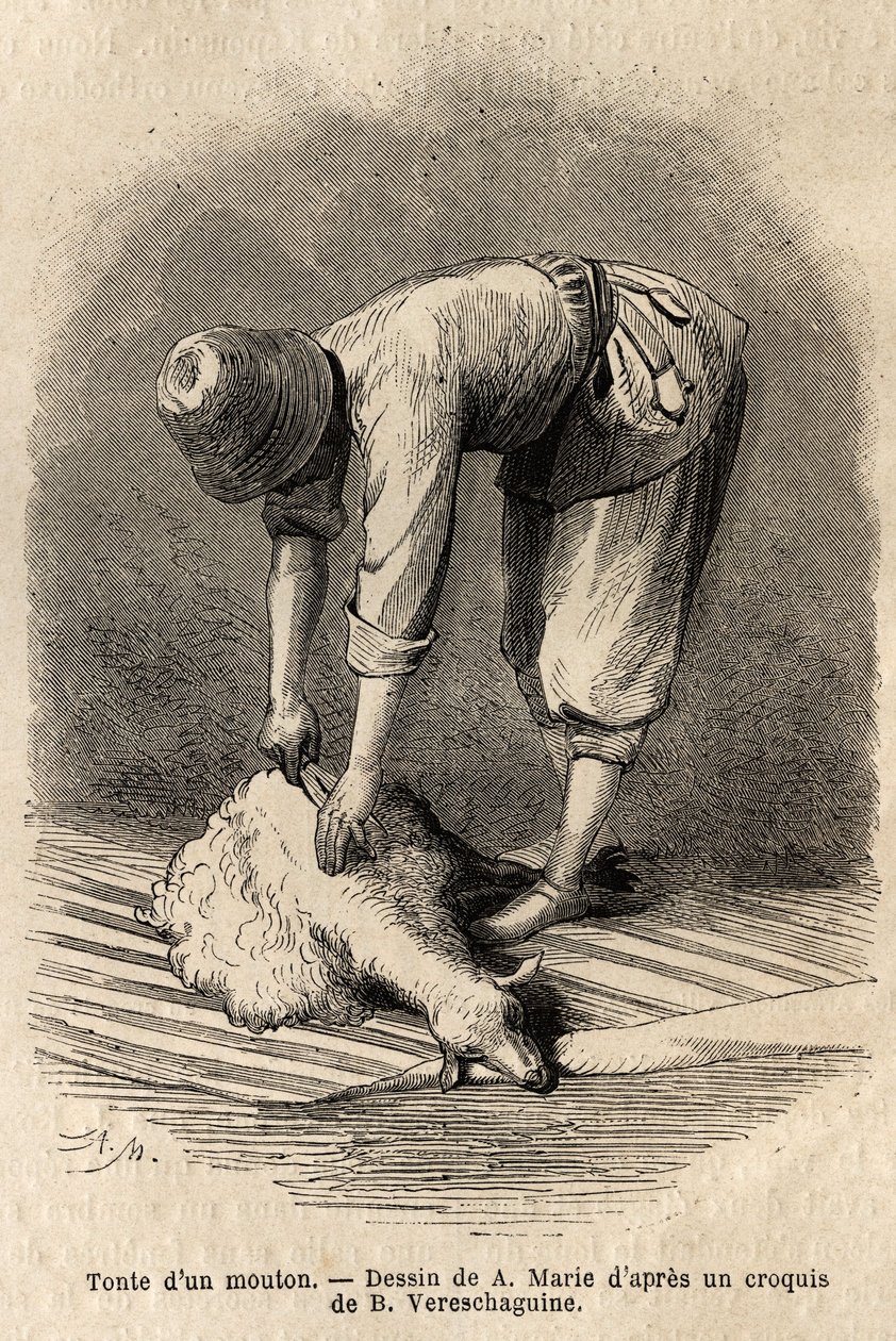Schafschur durch einen jungen Tataren in Schuscha (Transkaukasien, Russland). Illustration der Reise in die Provinzen des Kaukasus, von Basile Vereschaguine, 1864-1865, veröffentlicht in "le tour du monde", unter der Leitung von D