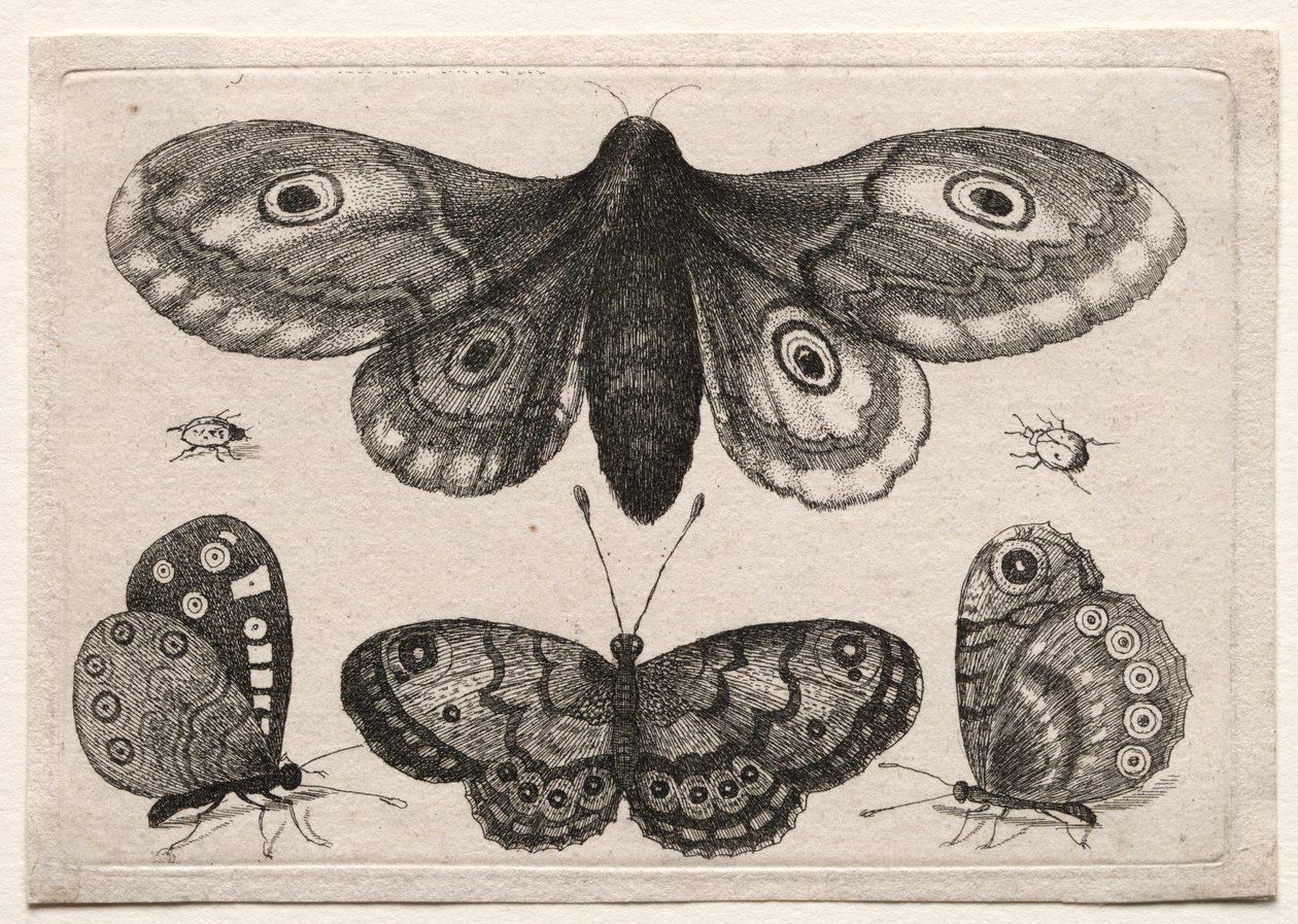 Muscarum Scarabeorum, vermiumque Variae Figure & Formae: Eine Motte, drei Schmetterlinge und zwei Käfer von Unknown artist