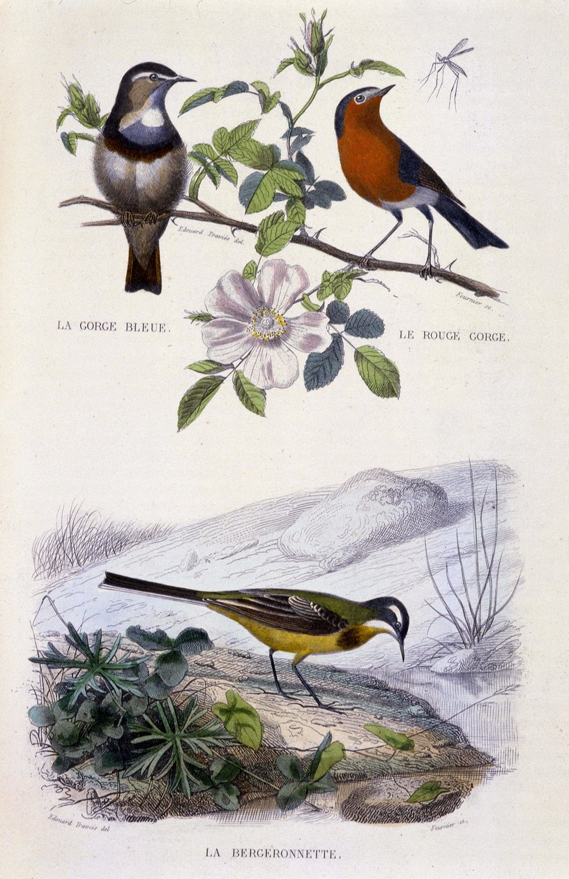 Naturgeschichtliche Tafel: Vögel: La gorge-bleu (Gorge Bleue), le rouge-gorge (Rouge Gorge) et la bergeronnette - in „Werke von Buffon, T.5, ed. Fume Jouvet & Cie von Unknown artist