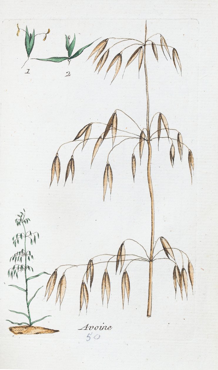 Hafer von Unknown artist