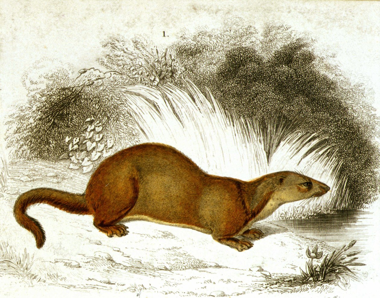 Otter - Farbgravur. Gravur, 19. Jahrhundert von Unknown artist