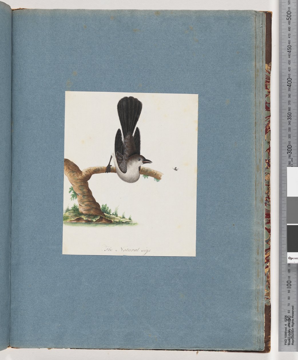 Seite 107. Unidentifizierter Vogel von Unknown artist