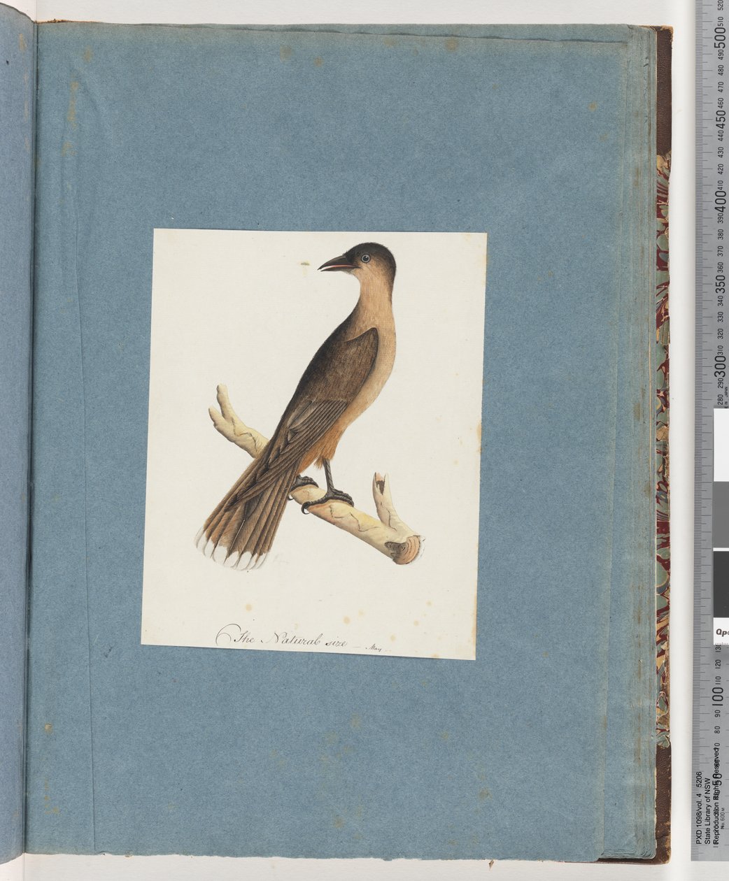 Seite 110. Unbekannter Vogel von Unknown artist