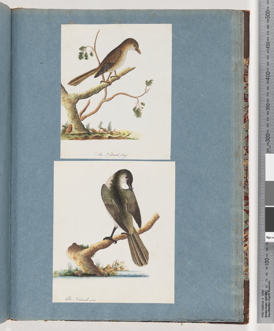 Seite 113. Unbekannter Vogel. 114. Unbekannter Vogel von Unknown artist