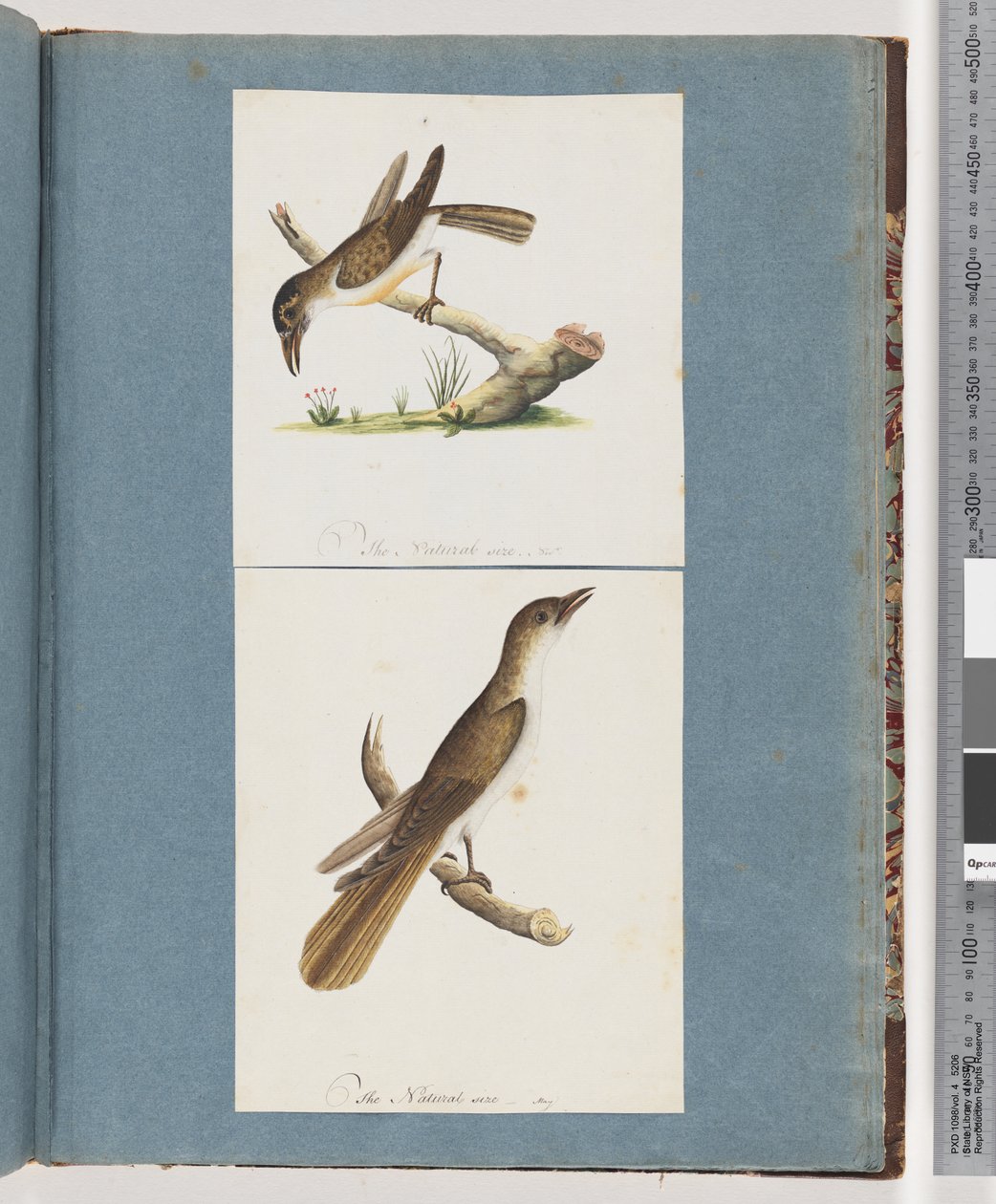 Seite 117. Unidentifizierter Vogel. 118. Unidentifizierter Vogel von Unknown artist