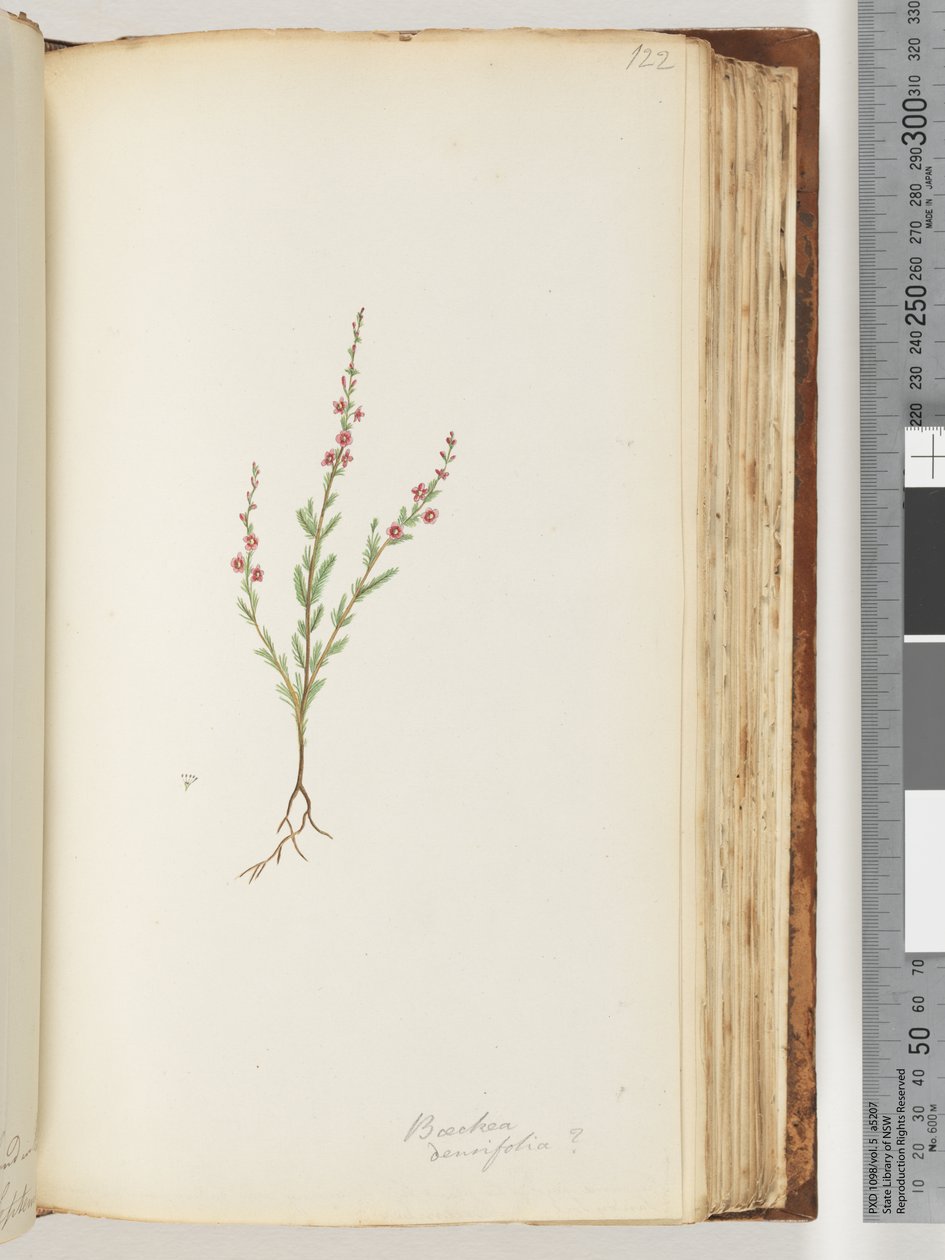 Seite 122. Baeckea densifolia, möglicherweise von Unknown artist