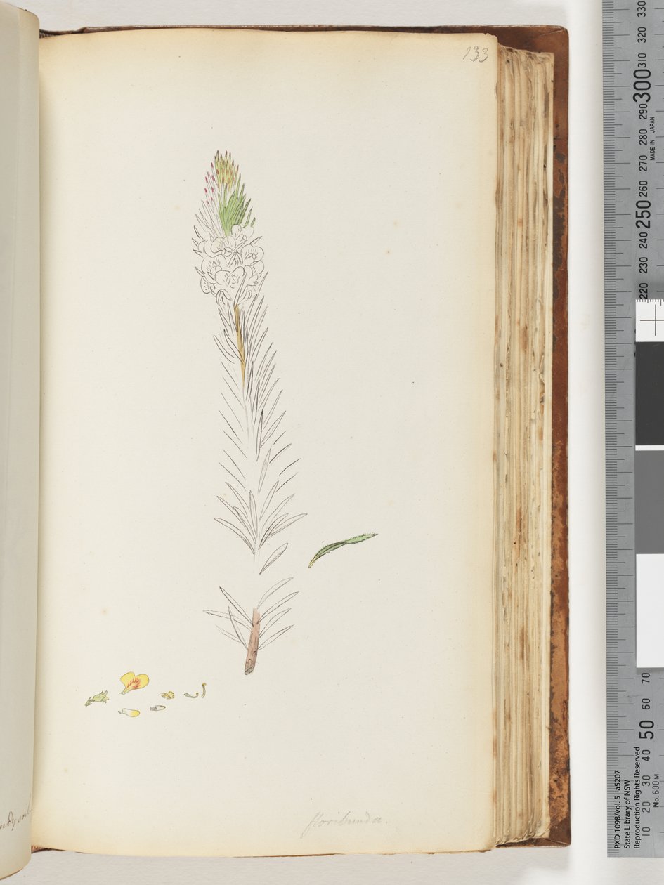Seite 133. Floribunda unvollendete Zeichnung von Unknown artist