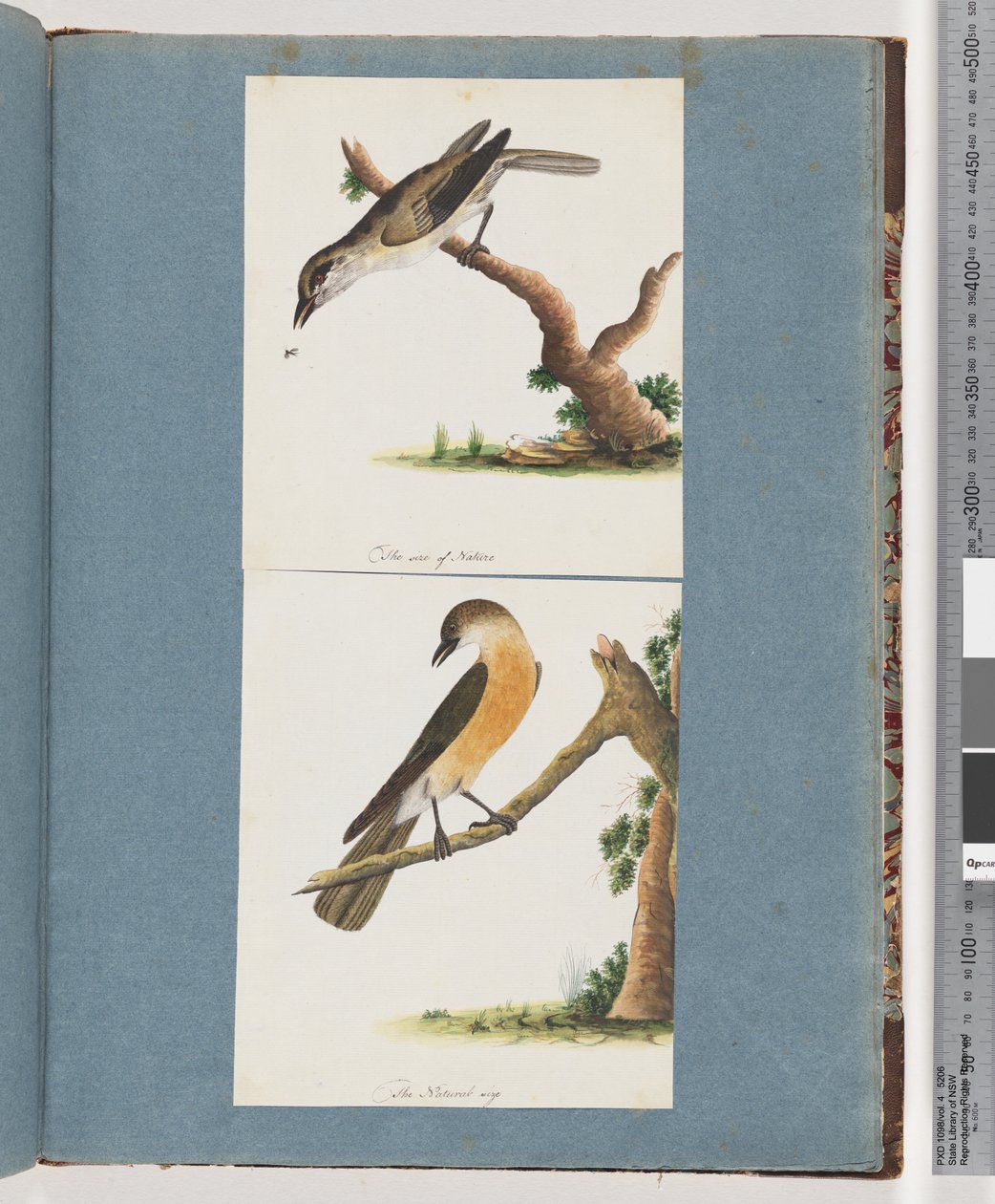 Seite 133. Unidentifizierter Vogel. 134. Unidentifizierter Vogel von Unknown artist