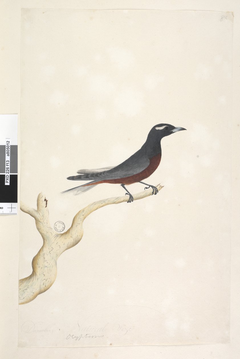 Seite 13. Ocypterus. über dem Titel in anderer Hand Dezember. Natürliche Größe Weißbrauen-Schwalbenstar Artamus superciliosus, männlich, 1791-92 von Unknown artist