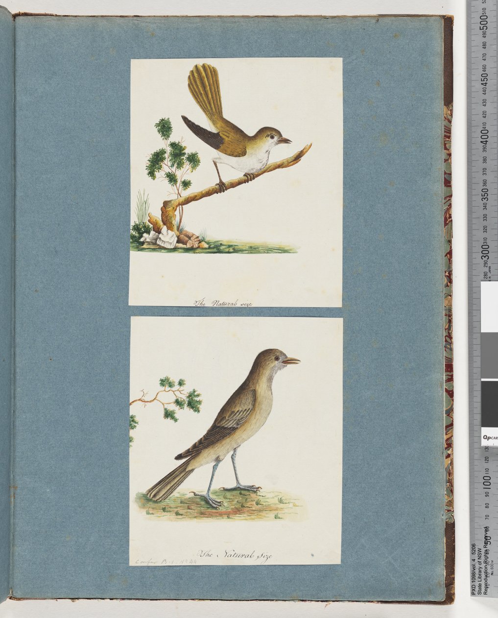 Seite 142. Unidentifizierter Vogel. 143. Unidentifizierter Vogel von Unknown artist