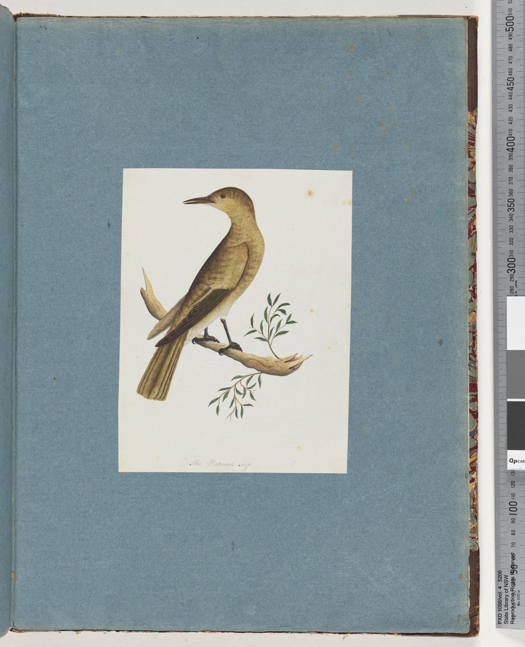 Seite 144. Unbekannter Vogel von Unknown artist