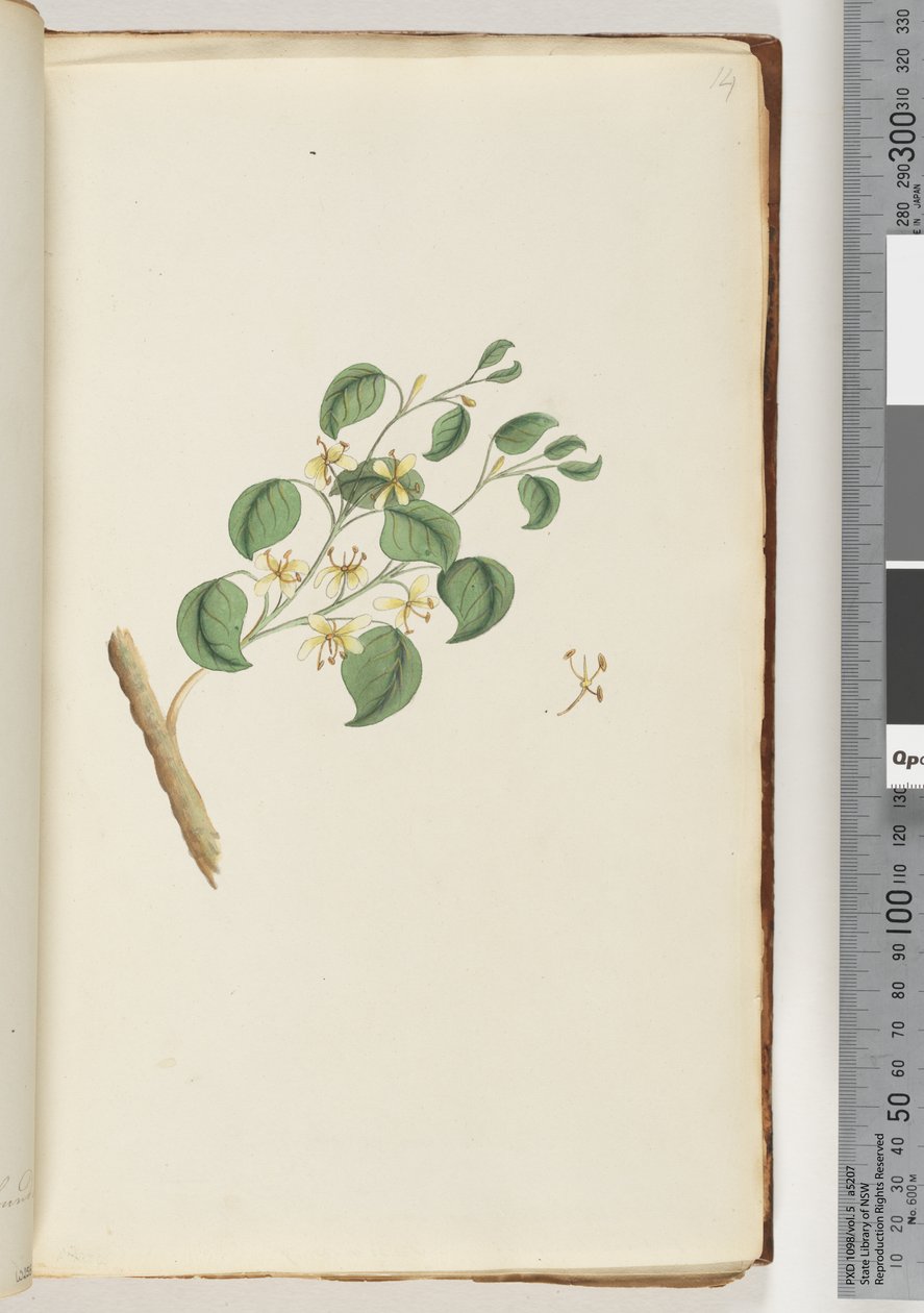 Seite 14. Unidentifizierte Pflanze von Unknown artist