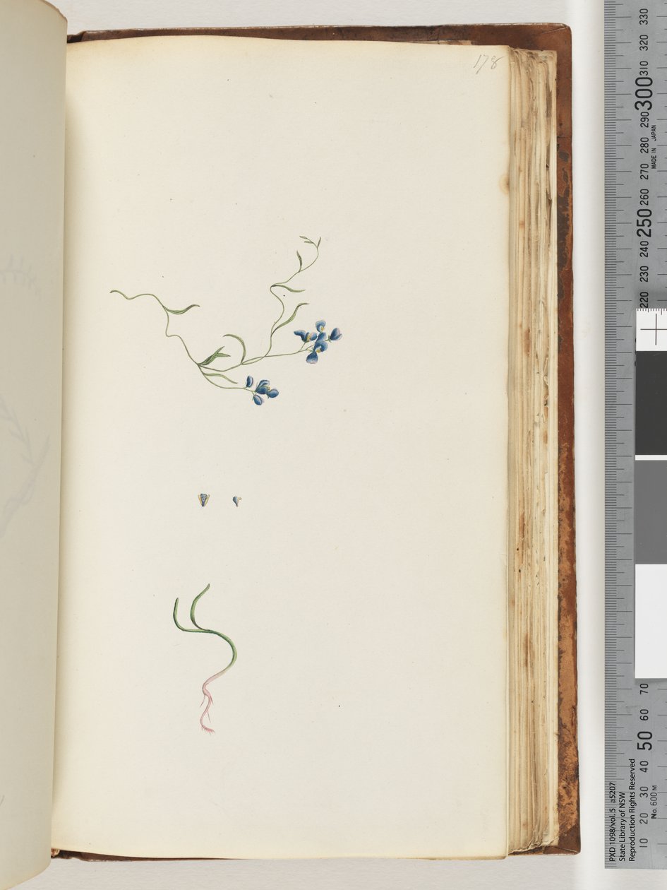 Seite 178. Unbekannte Pflanze von Unknown artist