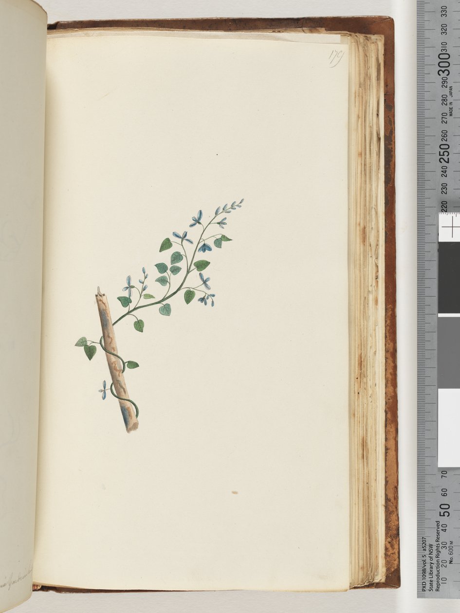 Seite 179. Unbekannte Pflanze von Unknown artist