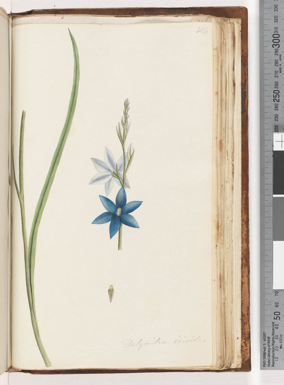 Seite 204. Thelymitra ixiodes / Gefleckte Sonnenorchidee von Unknown artist