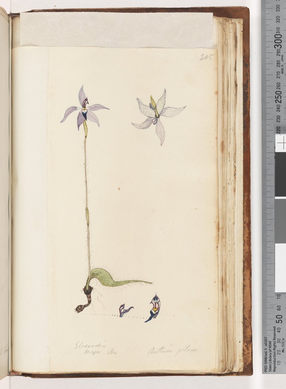 Seite 205. Glossodia. Major On. Arethusa pilosa / Wachs-Lippen-Orchidee von Unknown artist