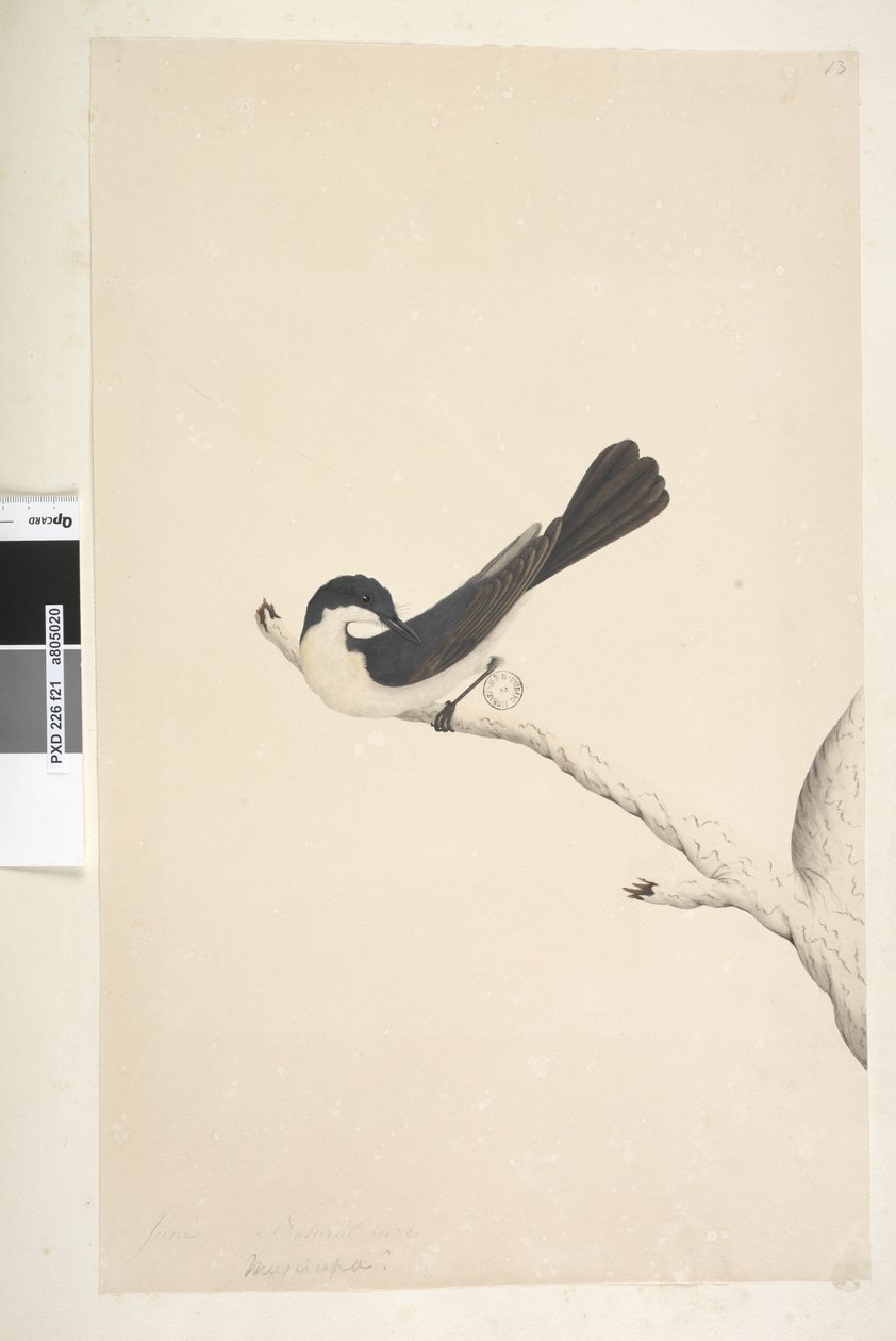 Seite 21. Musciopa. über dem Titel in anderer Hand Juni. Natürliche Größe Unruhiger Fliegenschnäpper Myragra inquieta Seisura inquieta, 1791-92 von Unknown artist