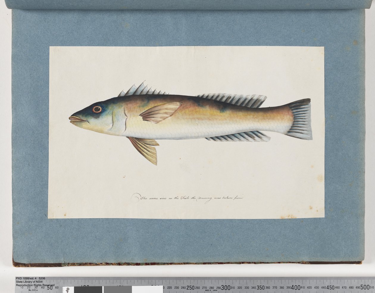 Seite 21. Unidentifizierter Fisch von Unknown artist