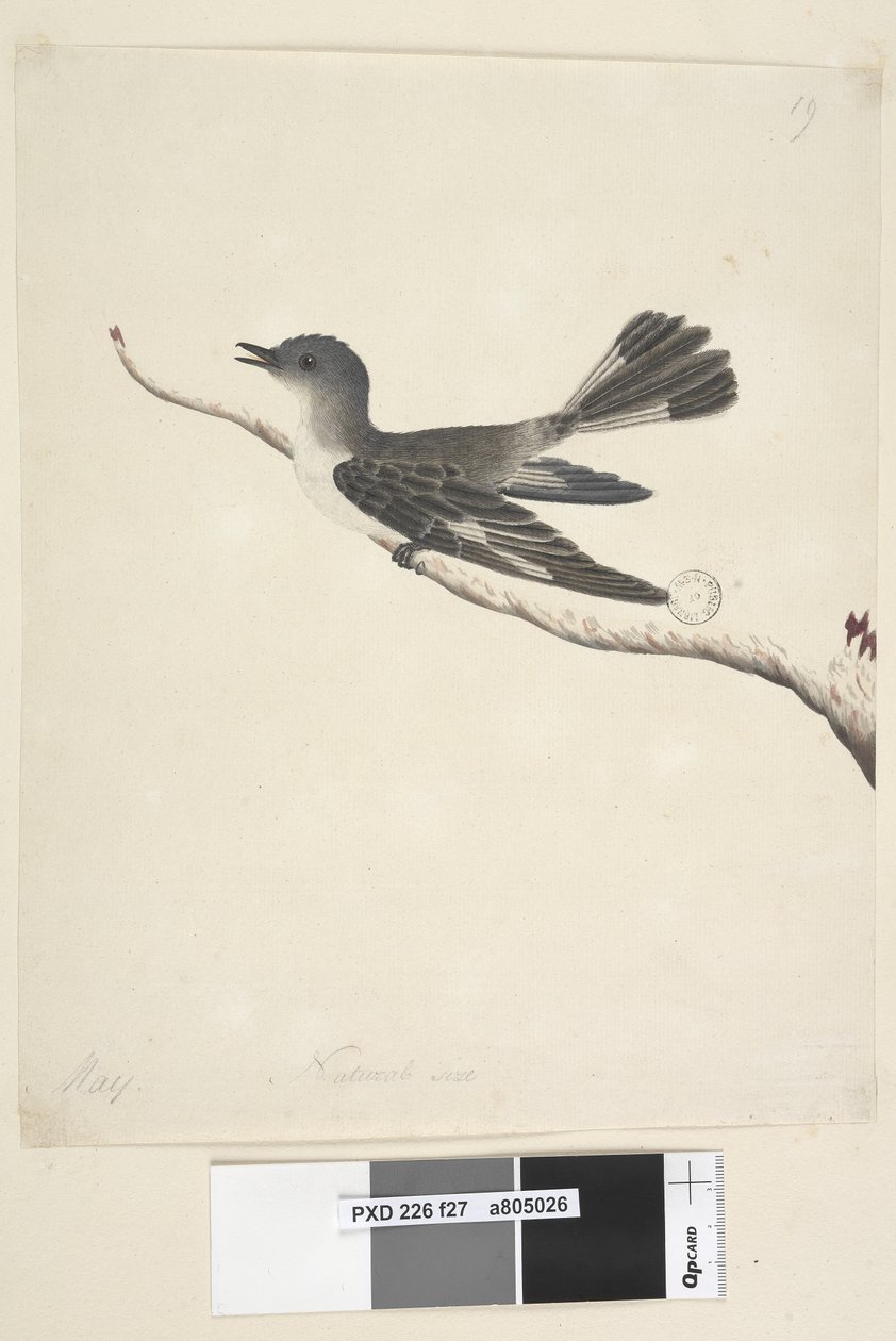 Seite 27. Mai. Natürliche Größe. Kapuzenrobin, Weibchen Melanodryas cucullata von Unknown artist