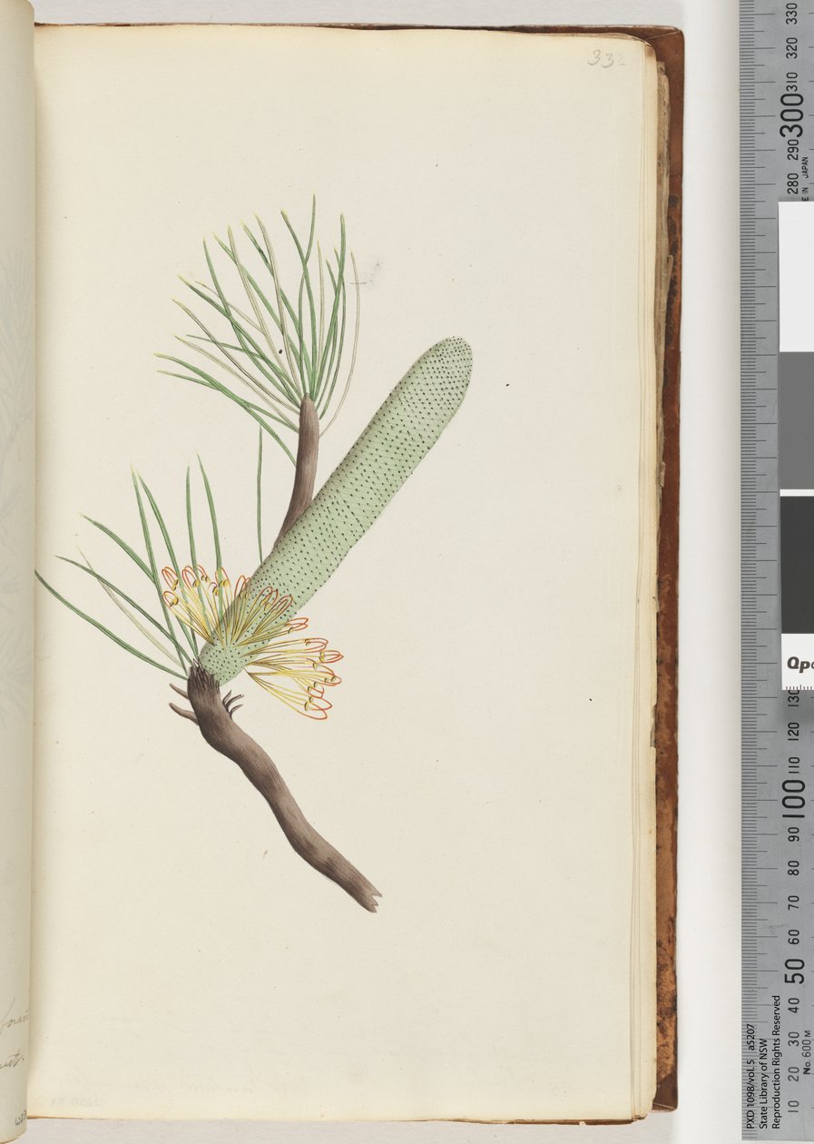 Seite 33. Pflanze, Banksia spinulosa von Unknown artist