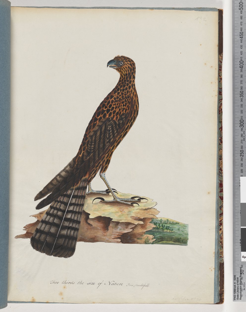 Seite 36. Roter Habicht. Strahlender Falke von Unknown artist