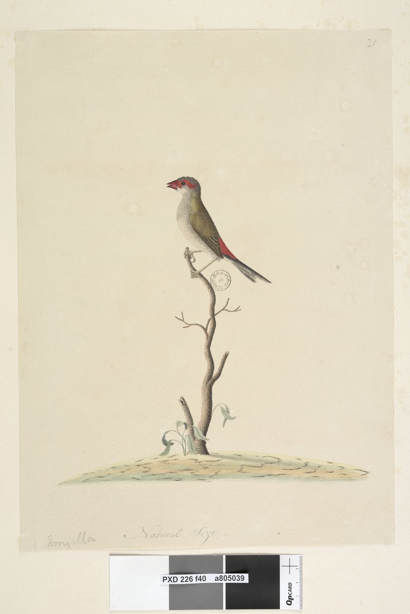 Seite 40. Fringilla. Natürliche Größe Rotbrauenfink Neochmia temporalis Aegintha temporalis, 1791-92 von Unknown artist