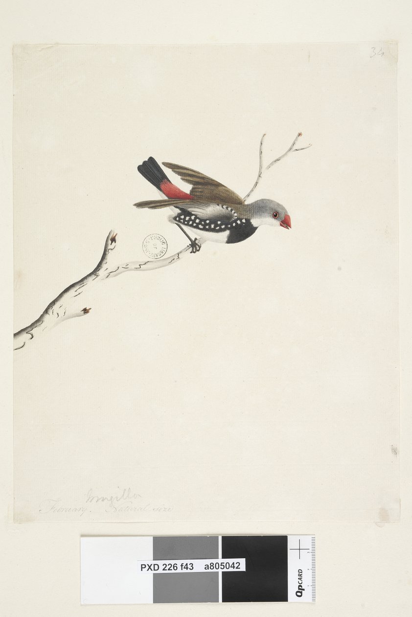 Seite 43. Fringilla. unter dem Titel in anderer Hand Februar. Natürliche Größe Diamantfeuerschwanz Stagonopleura guttata, 1791-92 von Unknown artist