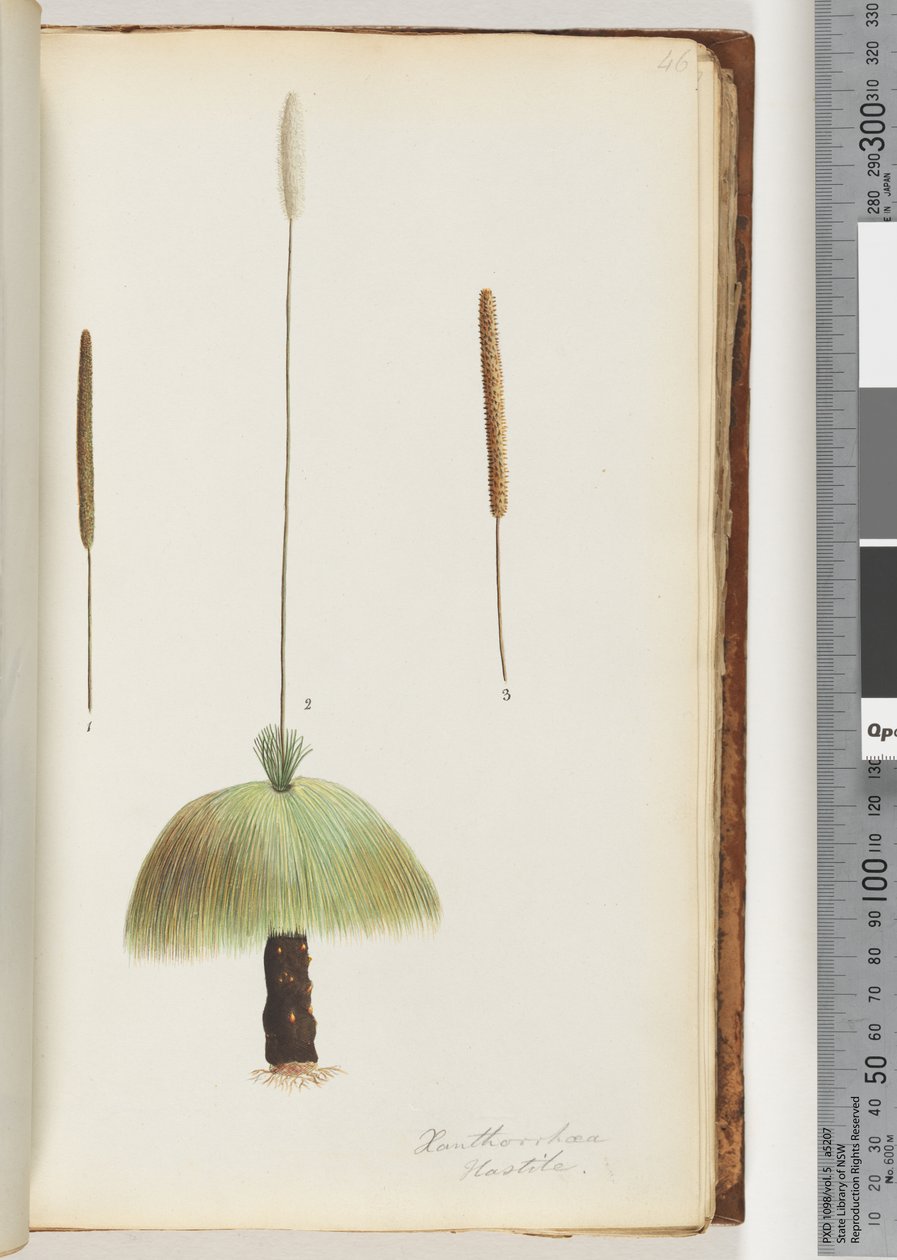 Seite 46. Xanthorrhoea Hastile Grasbaum von Unknown artist