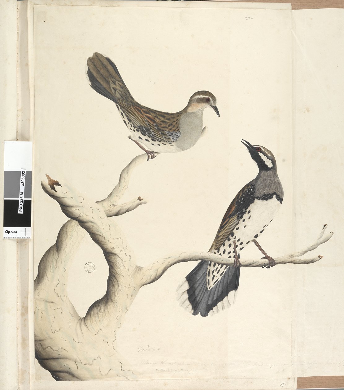 Seite 4. Turdus. in anderer Handschrift gezeichnet in natürlicher Größe, da es die einzigen beiden ihrer Art sind, die bisher in der Kolonie gesehen wurden, Juni 1792 Spotted Quail Thrush Cinclosoma punctatum von Unknown artist