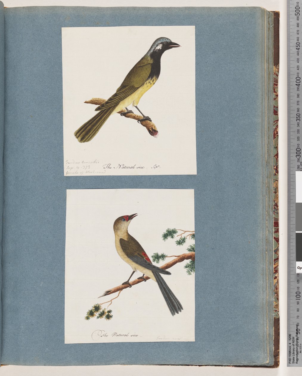 Seite 56. Unidentifizierter Vogel. Turdus leucotis. 57. Rotbrauenfink. Turdus neu von Unknown artist
