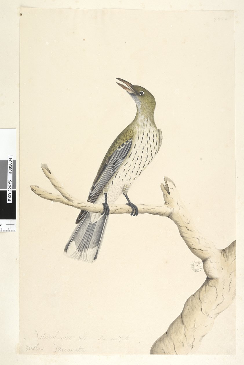 Seite 5. Oriolus mimetis. Natürliche Größe. Juli, Iris zweifelhaft. Olivrücken-Oriole Oriolus sagittatus von Unknown artist