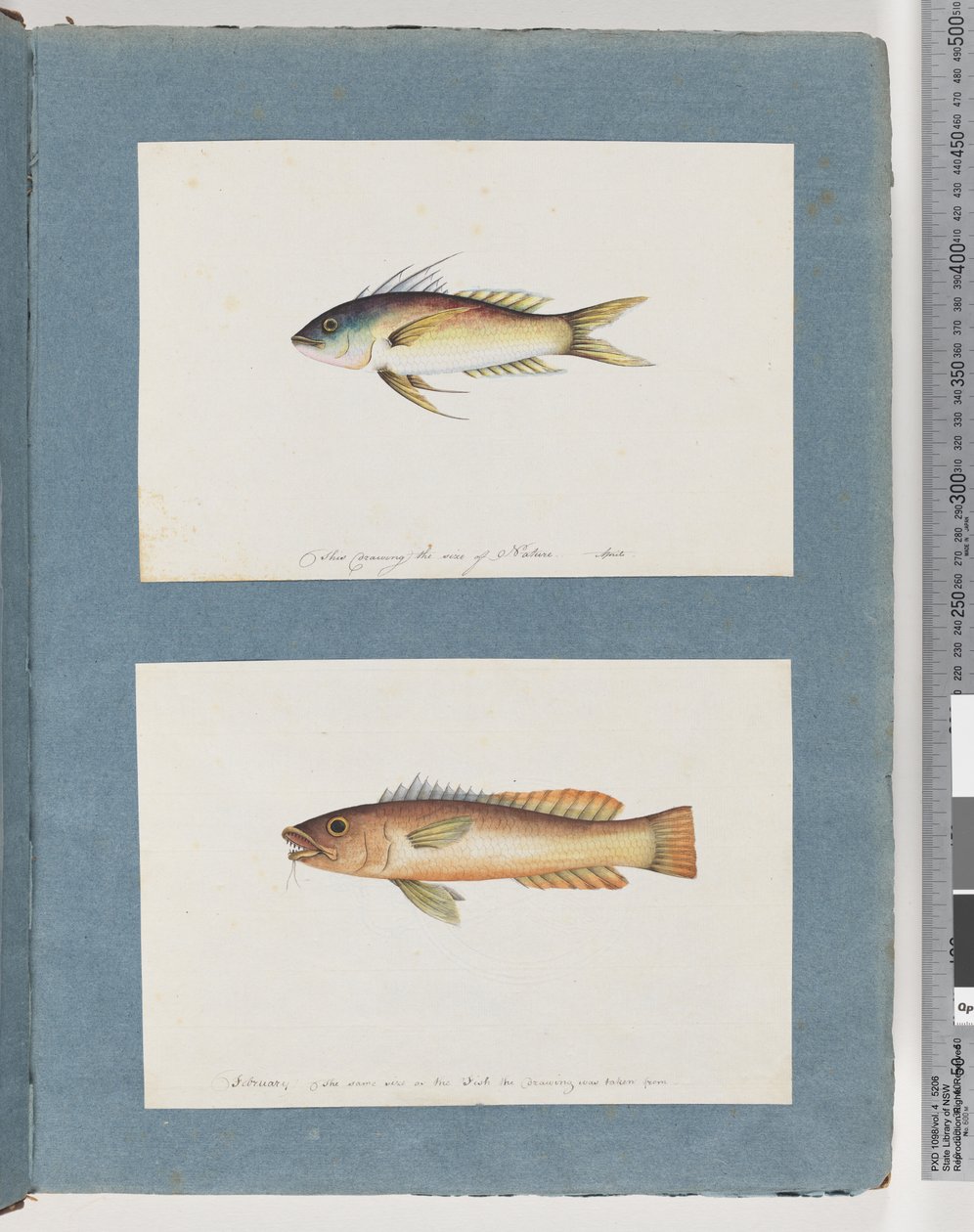 Seite 5. Unidentifizierter Fisch 6. Unidentifizierter Fisch von Unknown artist